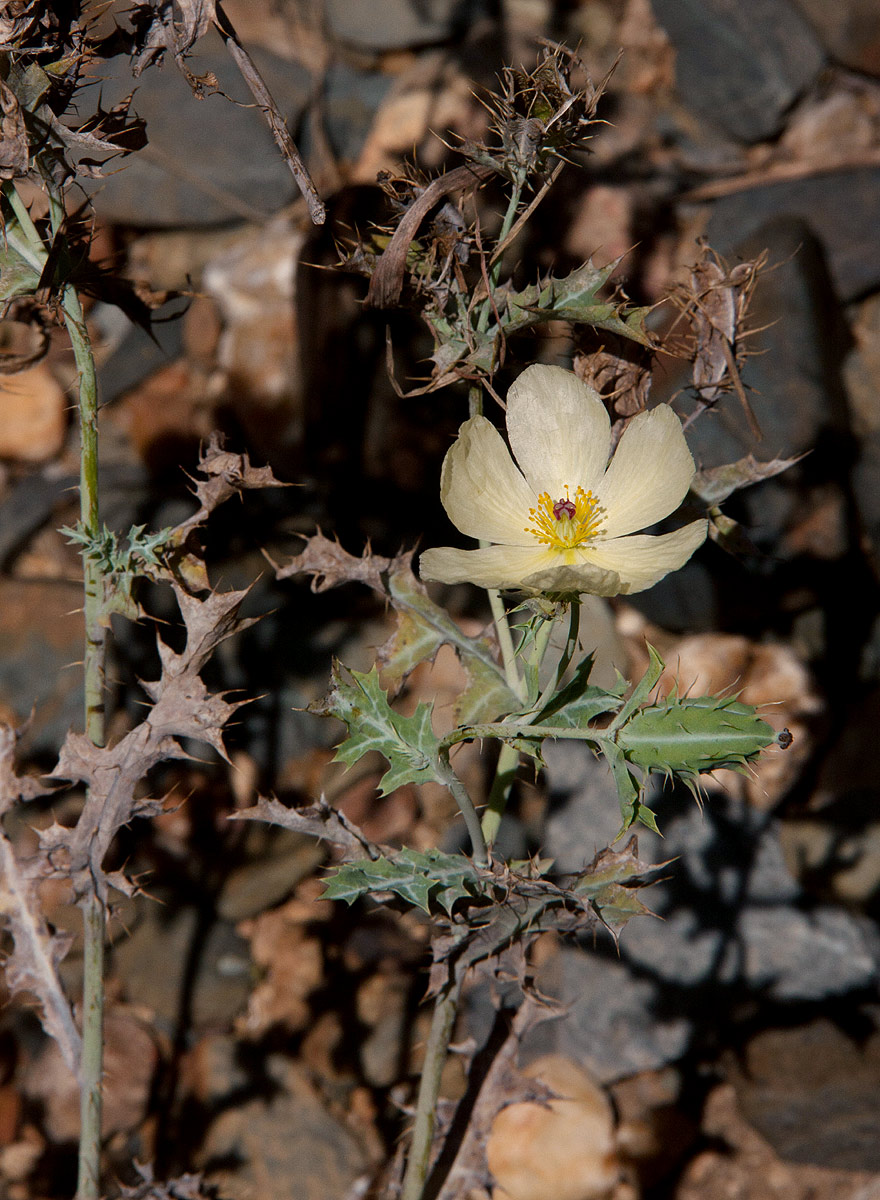Argemone ochroleuca subsp. ochroleuca