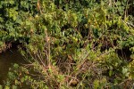 Thespesia populneoides