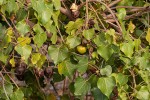 Thespesia populneoides