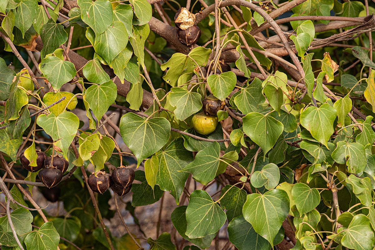 Thespesia populneoides