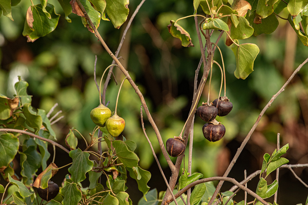 Thespesia populneoides