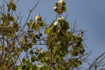 Thespesia populneoides