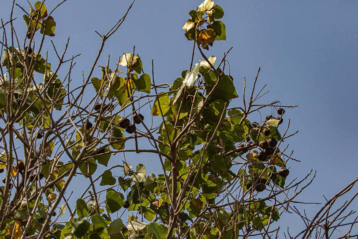 Thespesia populneoides