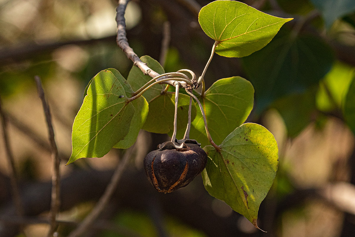 Thespesia populneoides