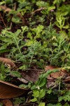 Emilia sonchifolia