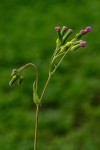 Emilia sonchifolia