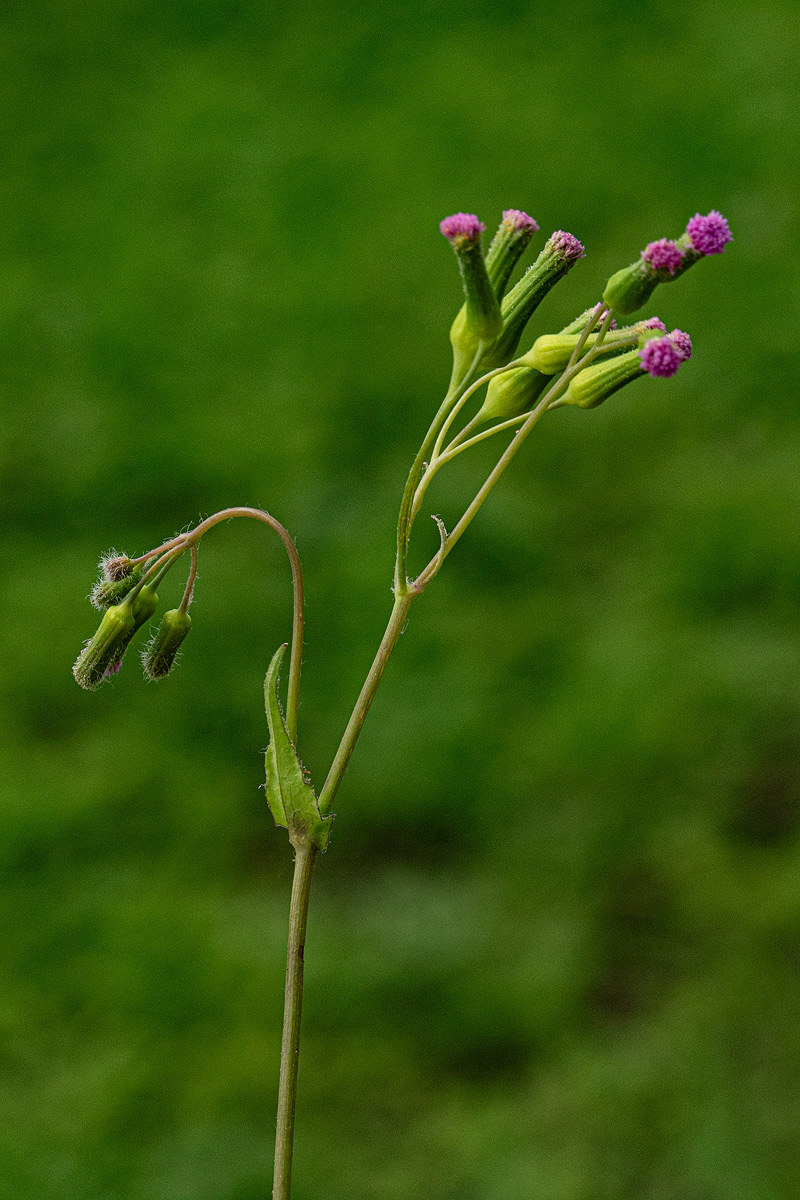 Emilia sonchifolia