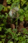 Emilia sonchifolia