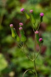 Emilia sonchifolia