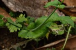 Emilia sonchifolia