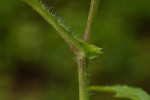 Emilia sonchifolia