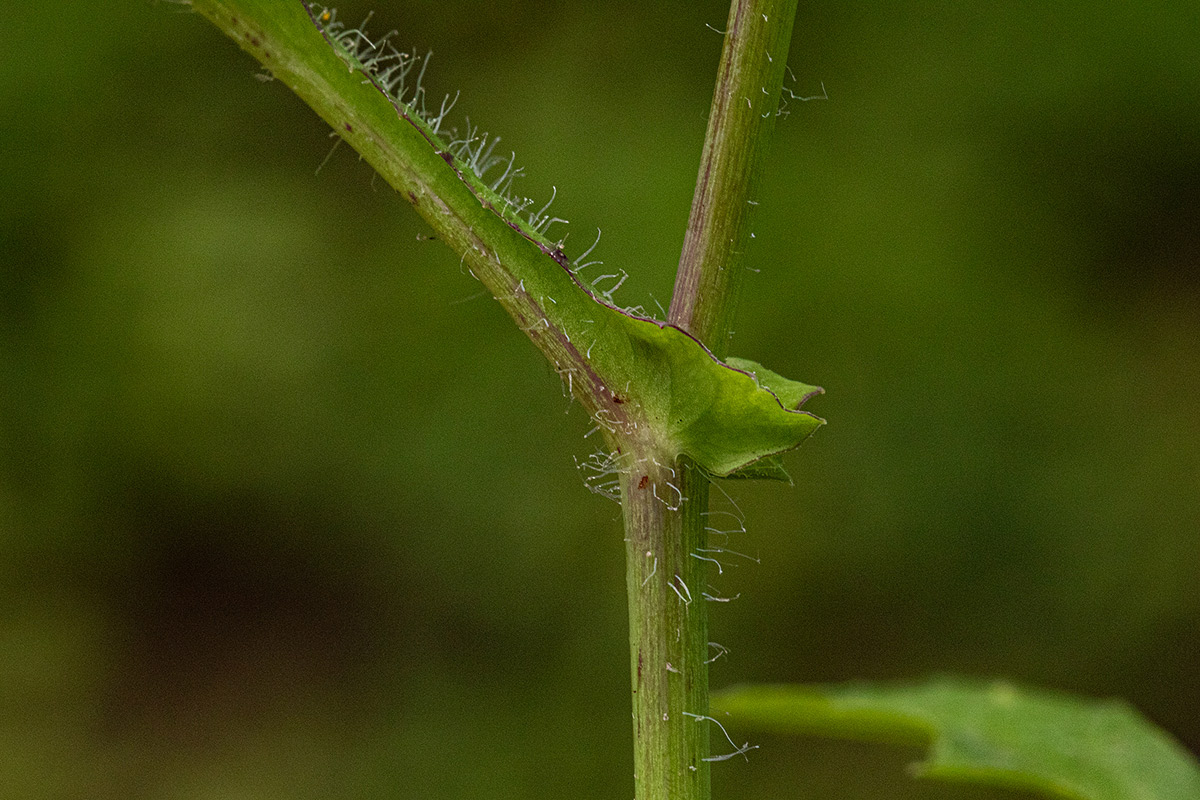 Emilia sonchifolia