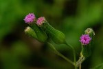 Emilia sonchifolia