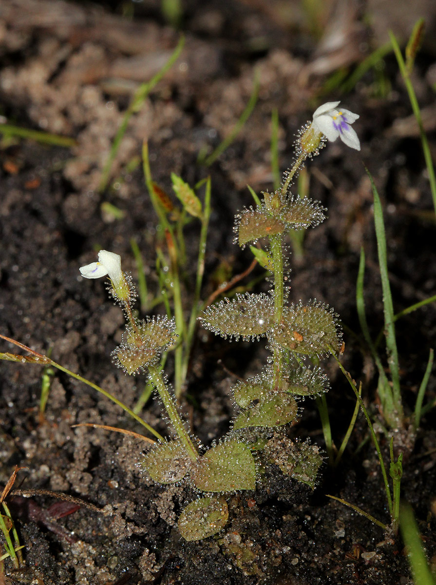 Crepidorhopalon droseroides