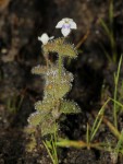 Crepidorhopalon droseroides