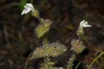 Crepidorhopalon droseroides