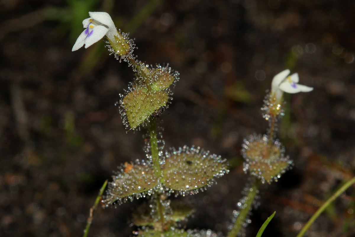Crepidorhopalon droseroides