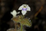 Crepidorhopalon droseroides