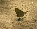 Euphaedra neophron