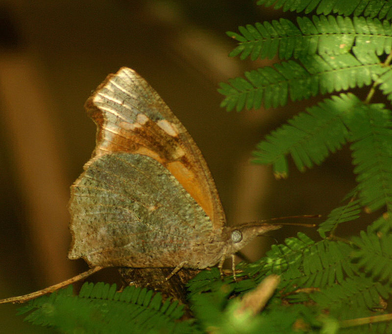 Libythea labdaca