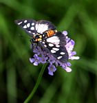 Abantis paradisea