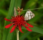Stugeta bowkeri