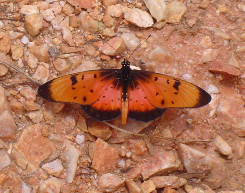 Acraea natalica Acraea natalica