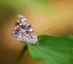 Sevenia boisduvali