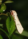 Rhodogastria amasis