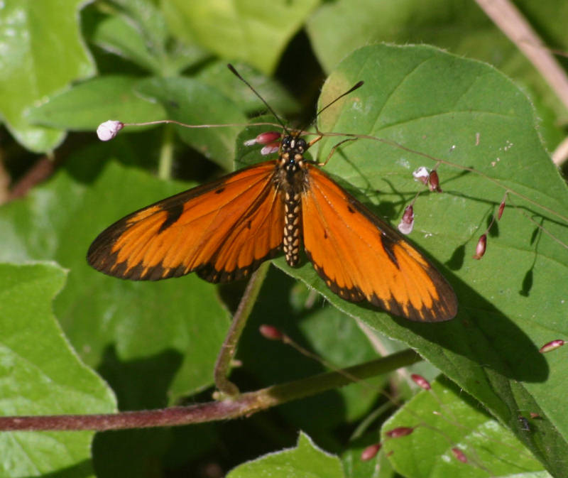 Hyalites eponina
