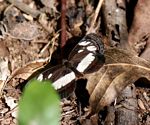 Neptis goochii
