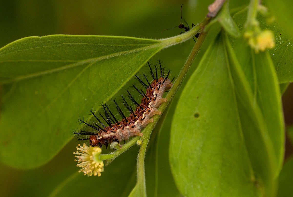Phalanta phalantha
