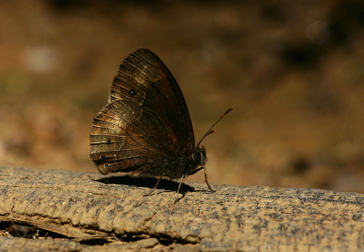 Bicyclus condamini