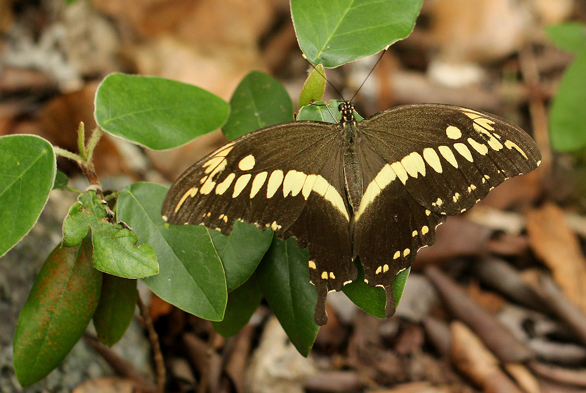 Papilio constantinus Papilio constantinus