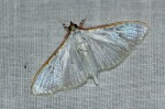 Palpita vitralis