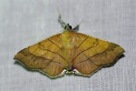 Gracilodes caffra