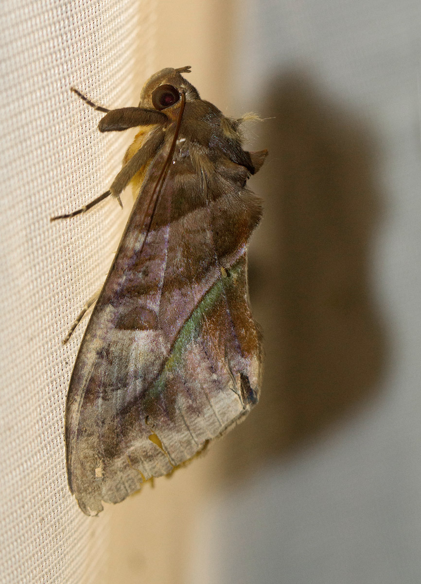 Eudocima divitiosa