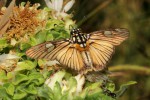 Abantis venosa