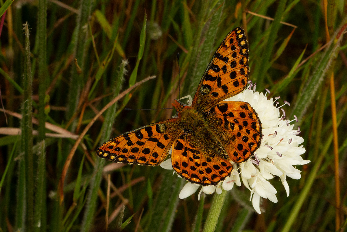 Issoria smaragdifera Issoria smaragdifera