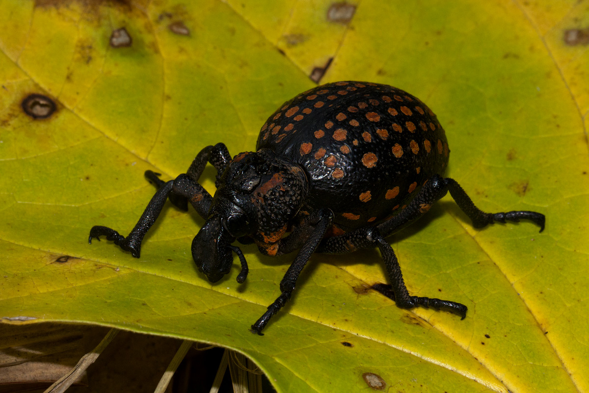 Brachycerus ornatus