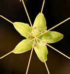 Tapiphyllum velutinum corolla showing some of the rotational planes of symmetry